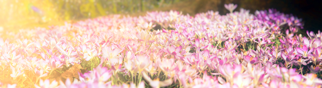 BDO Oldenburg Newsletter April 2022
