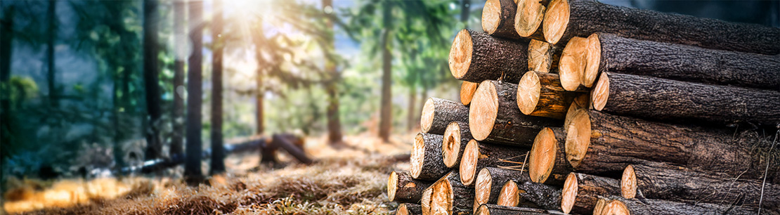 EU Deforestation Regulation (EUDR) - die unterschätzte Verordnung und ihre Auswirkungen